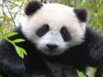 Panda 2010: попробуй бета-версию новых антивирусов Panda
